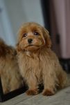 Ляльковий хлопчік підрощений Мальтіпу