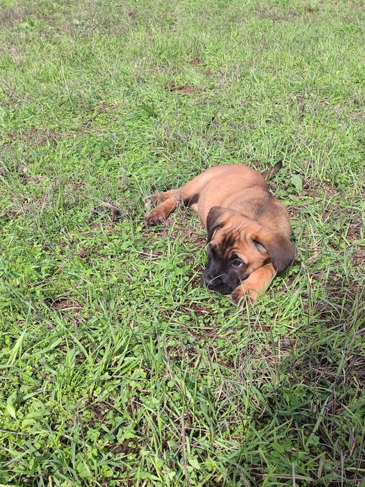 Cane Corso com lop e afixo