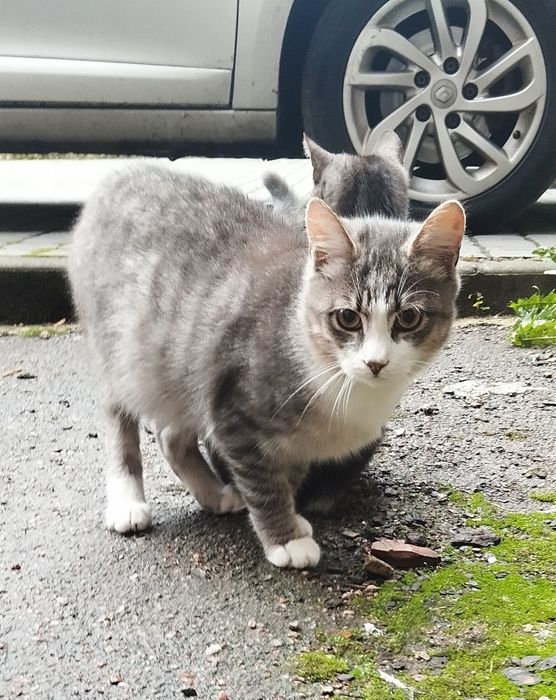 Безкоштовно котик