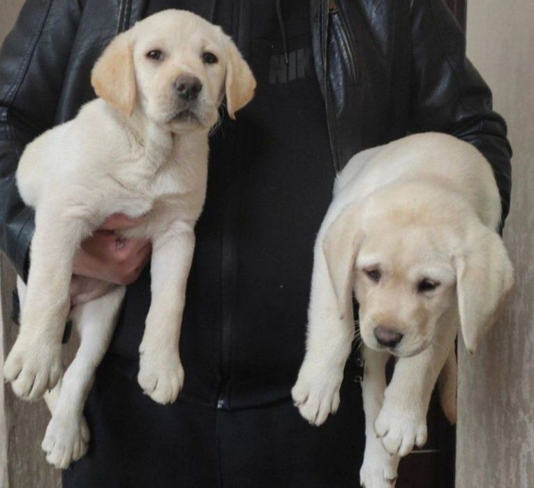 Білий Мішка Лабрадор Ретрівер цуценята з Документами Доставка Німечину
