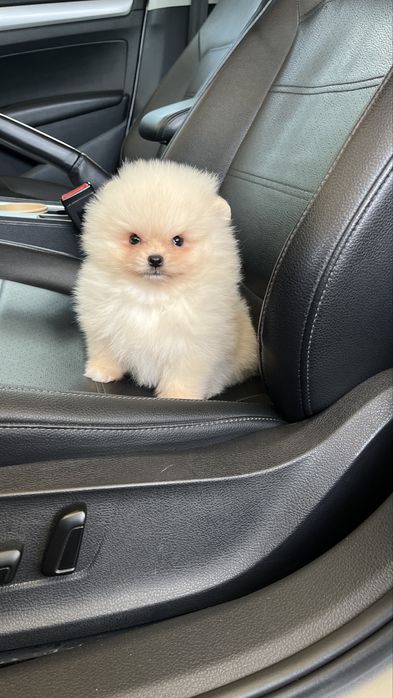 Мини померанский шпиц мальчик