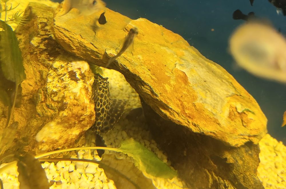 Plecostosmos go bíceps leopardo 5cm