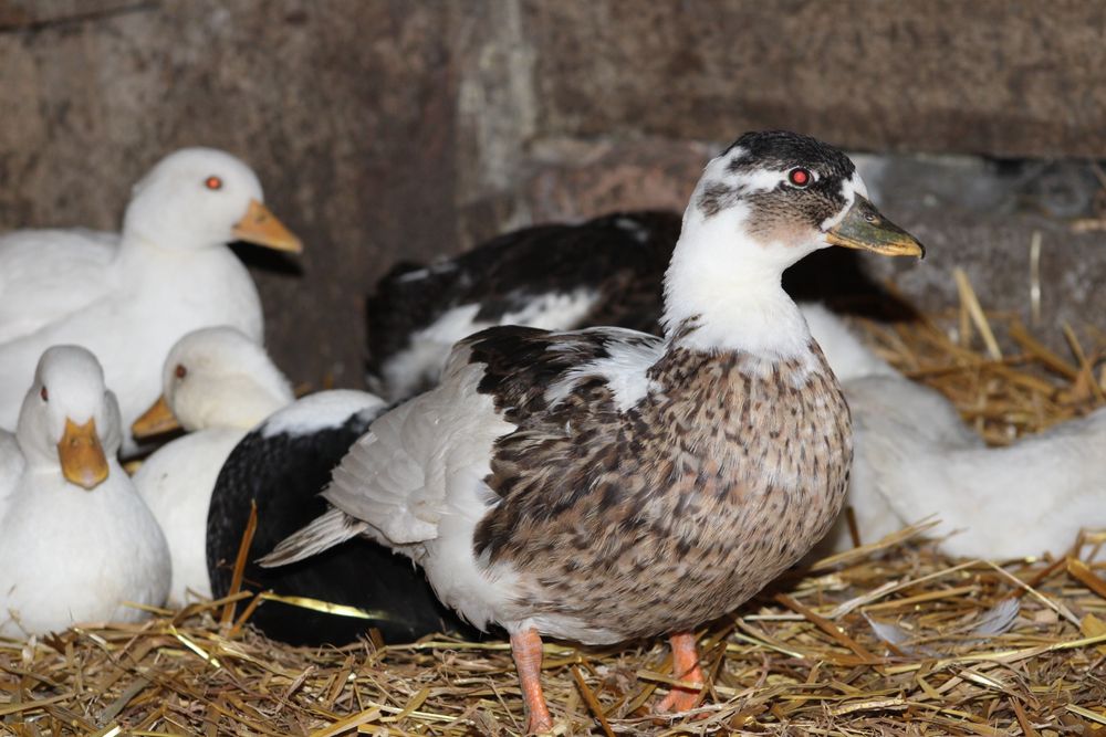 Kaczuszki i  Kaczory Call Duck