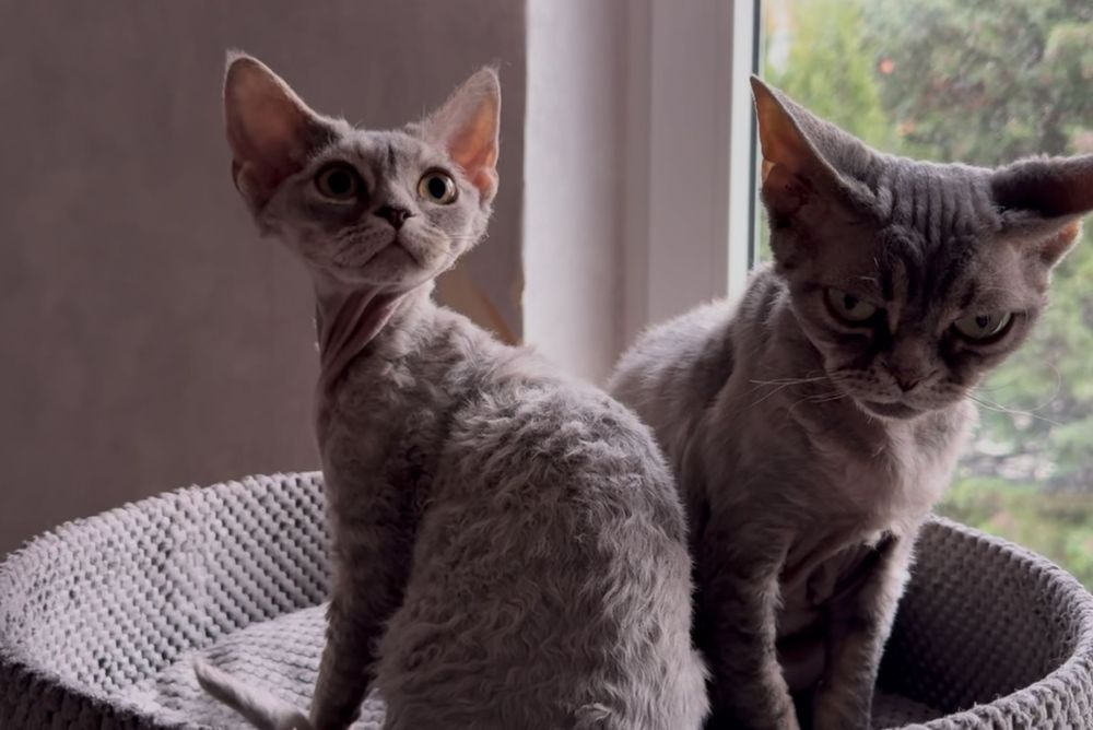 Dziewczynka Devon Rex niebieska