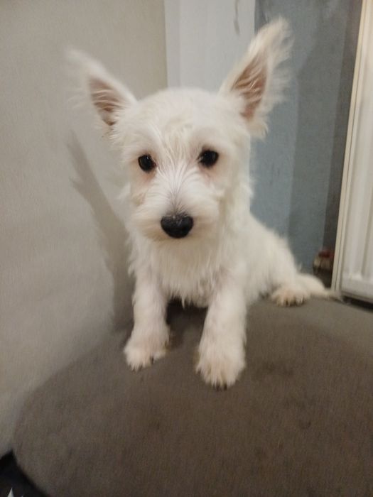 West  highland terrier white