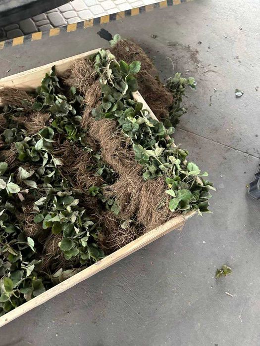 Розсада Полуниці Копана Касетна Малина Плодові дерева Саженцы клубники