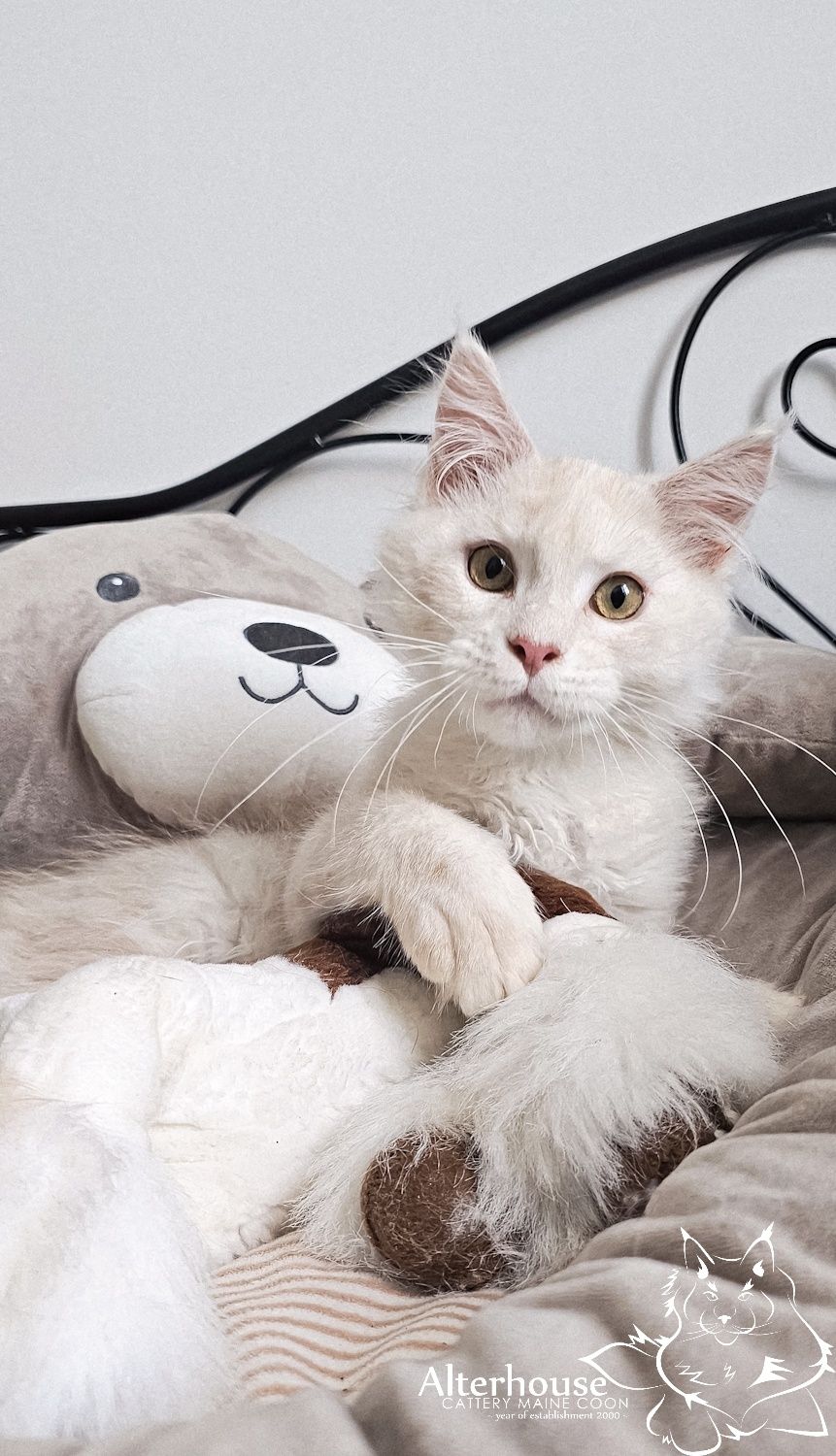 Srebrzysty kremowy kocur Maine Coon rodowód Felis Polonia FPL