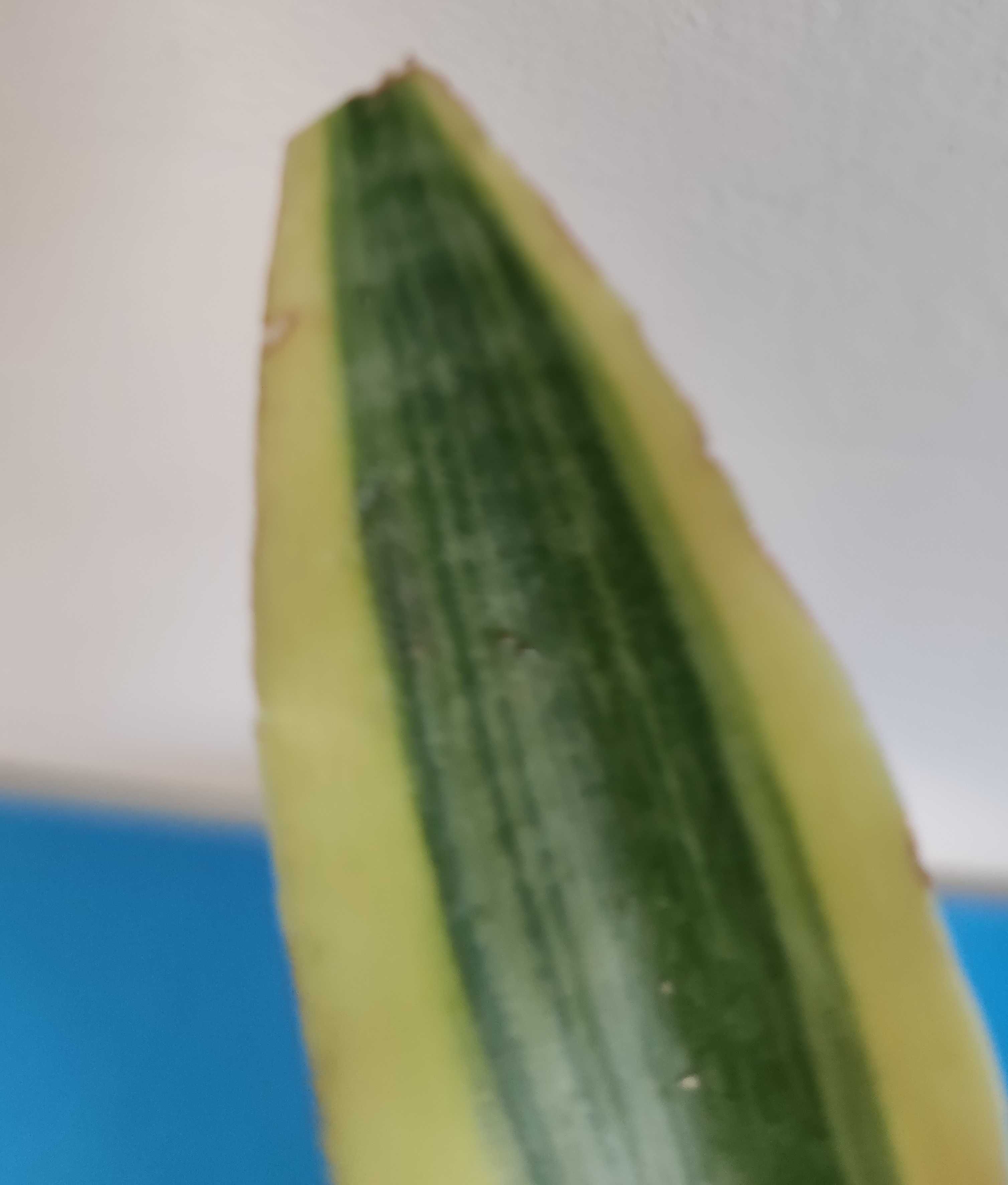 Sansevieria 2 odmiany