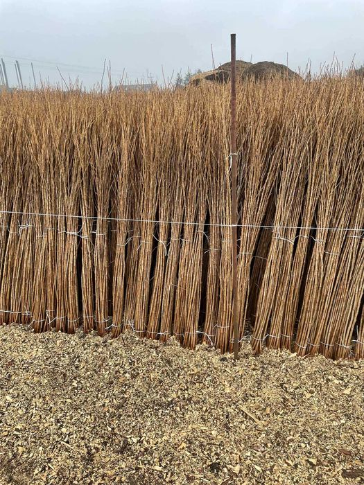 Porzeczka złota ribes podkładka