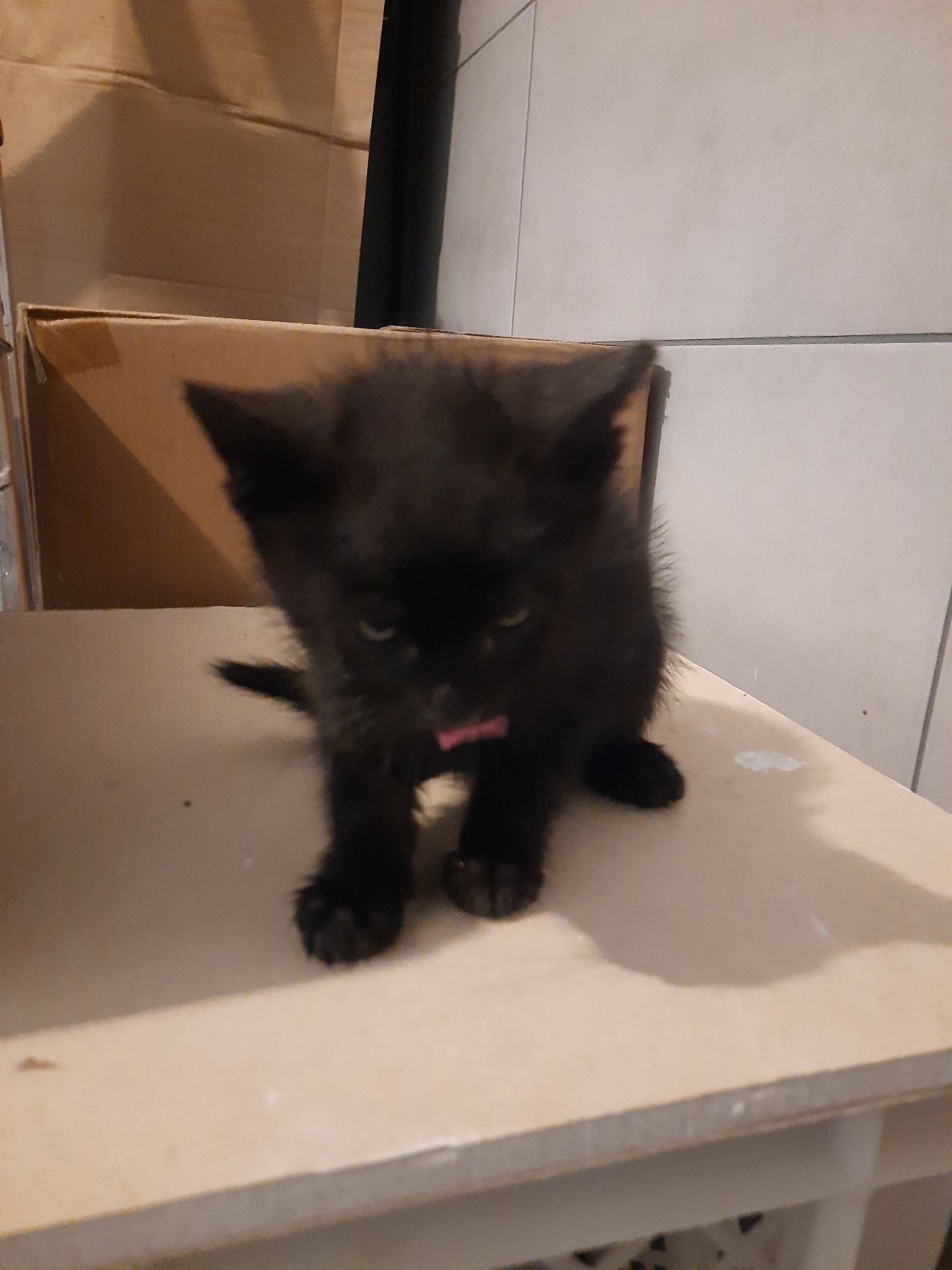 Kotek do oddania w dobre ręce