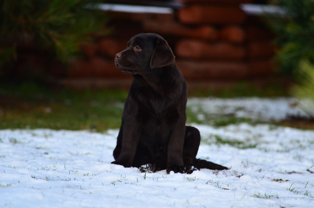Labrador Retriever FCI