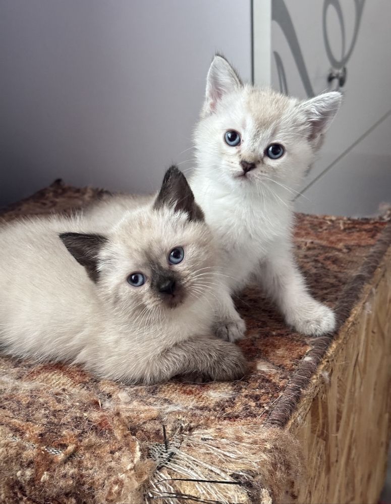 Британские котята