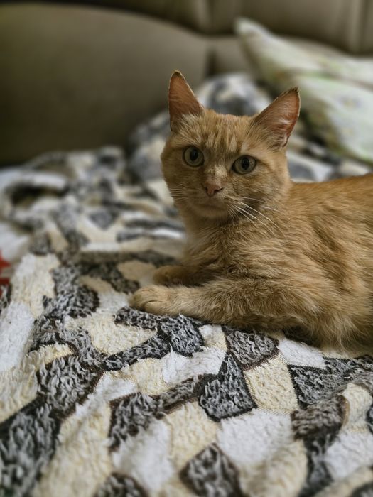 Киця в добрі ручки!