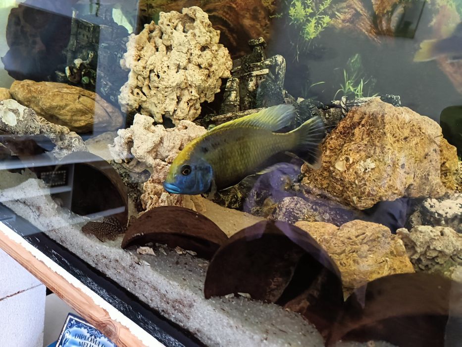 Macho Venustus ciclideo