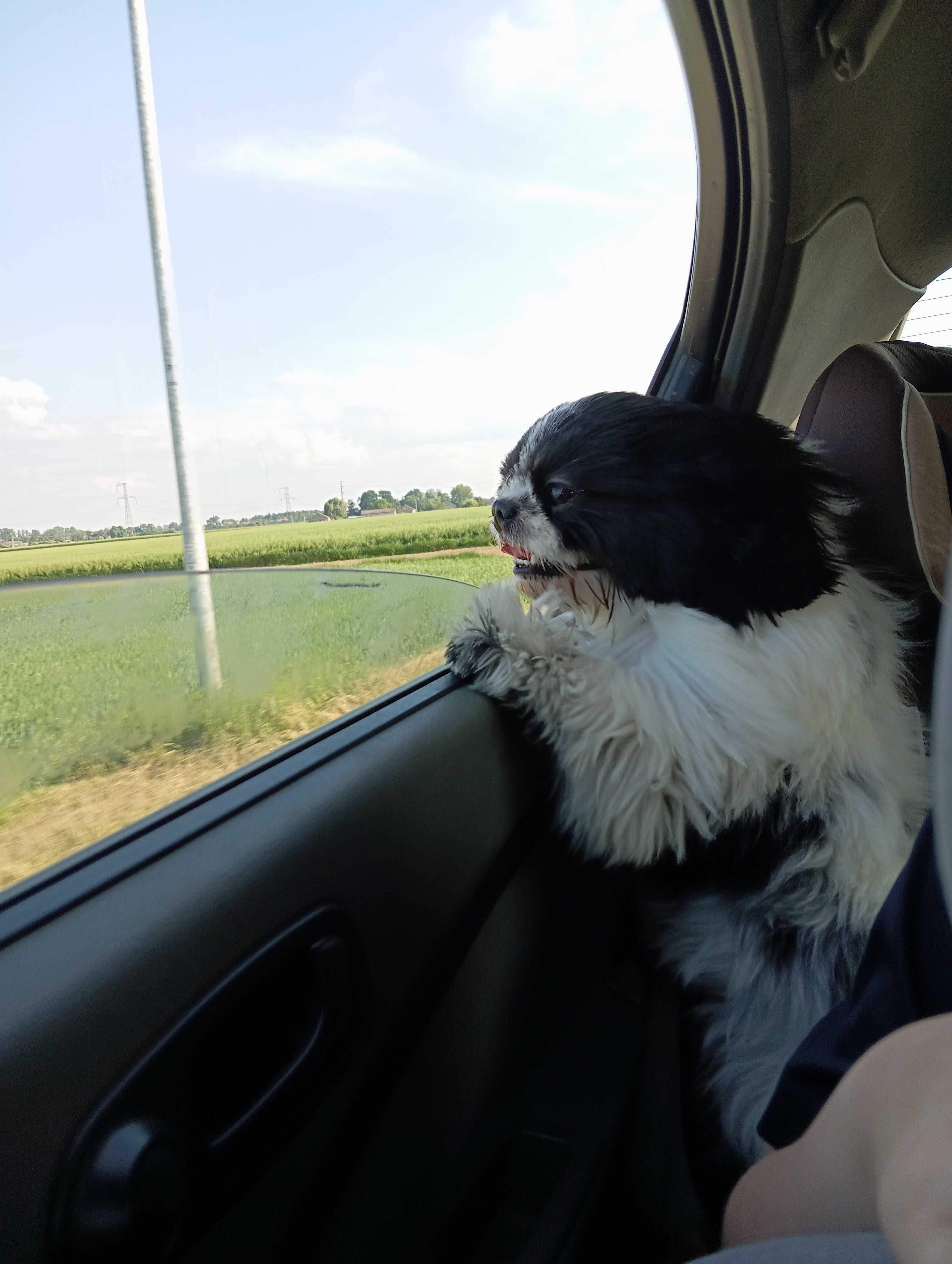 Zaginął pies rasy shithtzu