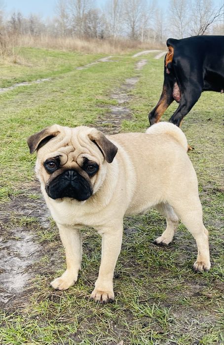 Мопс цуценята супер якість, п-к Голден Пак