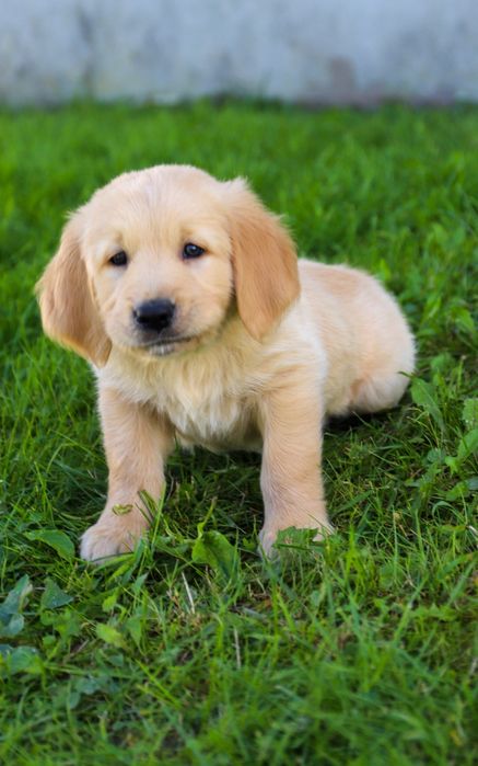 Golden retriever