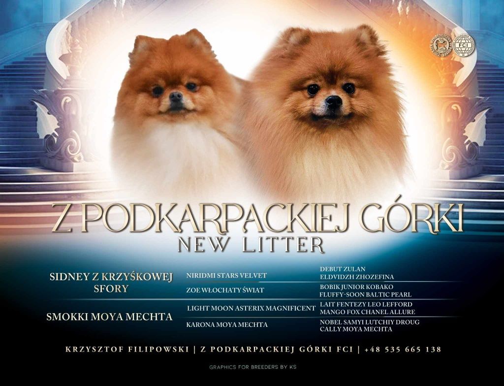 Szpic miniaturowy Pomeranian szczenię FCI