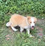 Border collie- piesek ee-red
