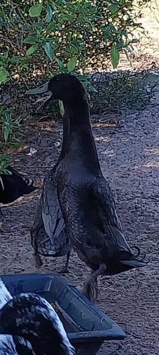 Pato corredor Indiano