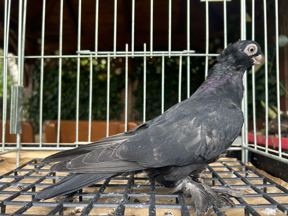 Gołębie ozdobne. Wywrotek mazurski samiczka 2025r.