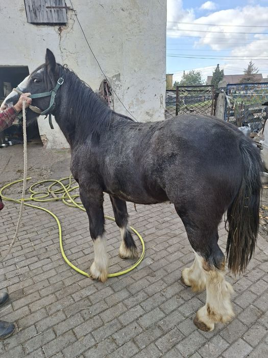 Sprzedam ogierka tinker coob grypsy