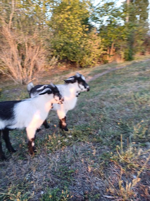 Продам козлят резвые.