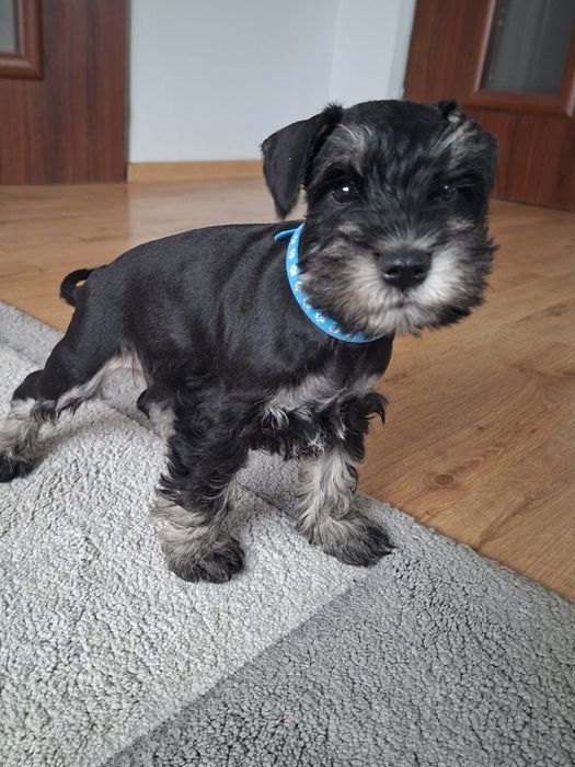 Sznaucer miniaturowy 8tyg z rodowodem