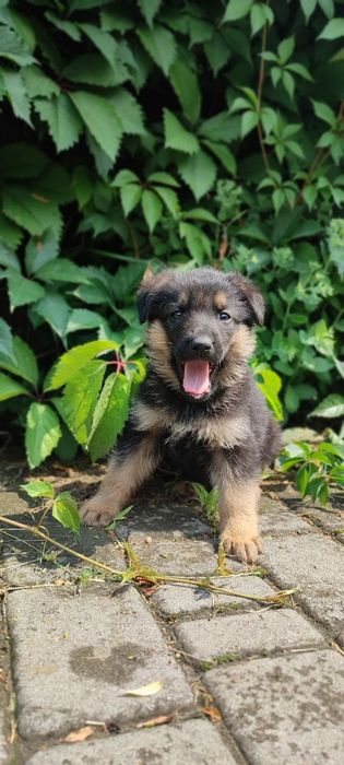 Цуценята німецької вівчарки