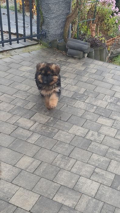 Szczeniak suczka owczarek niemiecki długowlosy Pcim