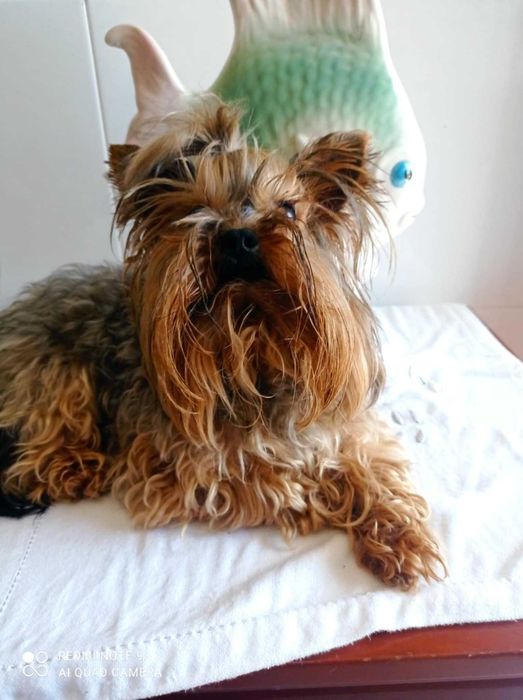 Menina Yorkshire Chocolate Mini de Qualidade