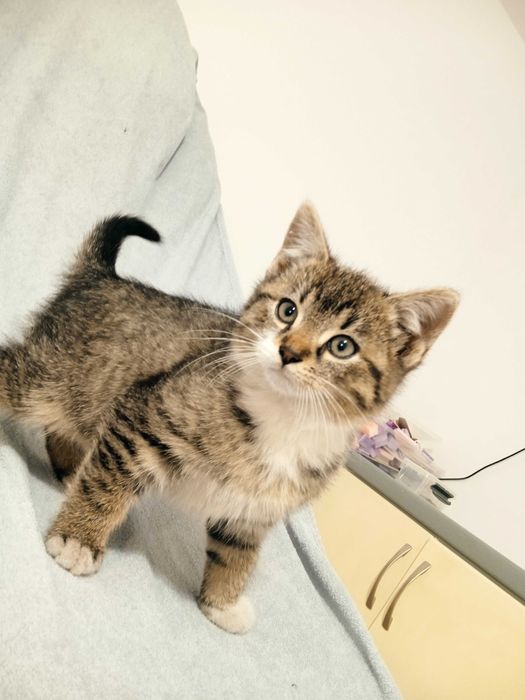 Oddam za darmo kotkę i kocurka