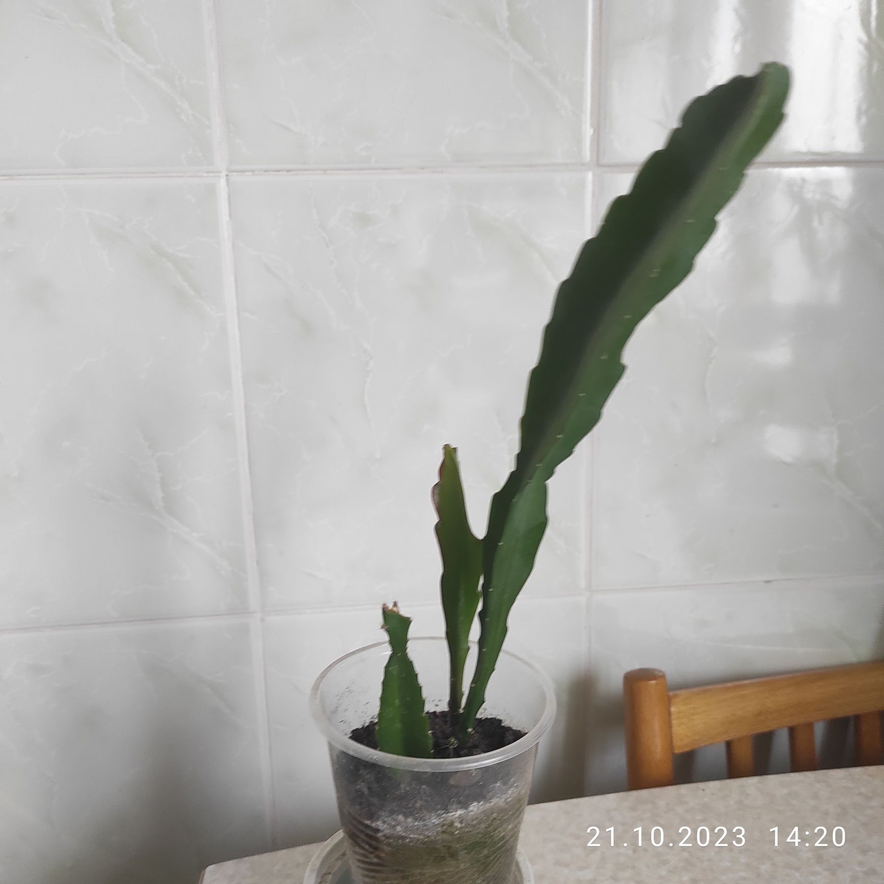 Белый, крупный эпифиллум
