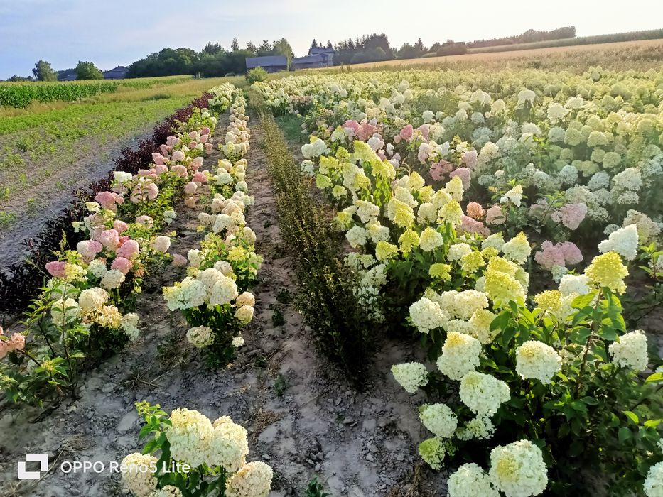 Hortensje bukietowe
