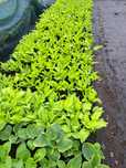 Funkia Hosta różne odmiany