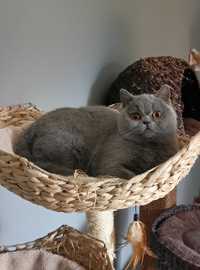 Piękna kotka brytyjska krótkowłosa Fife