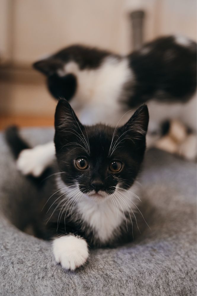 Rozbrykany i tulaśny Czaruś do rozważnej adopcji