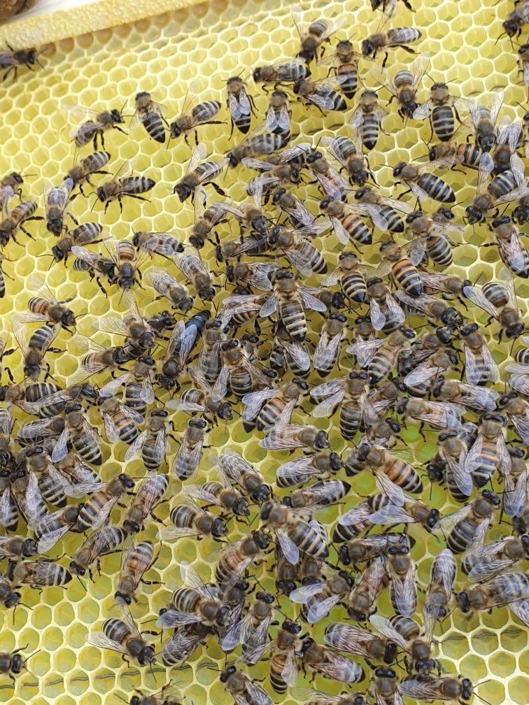 Продам бджолопакети з доставкою по Україні