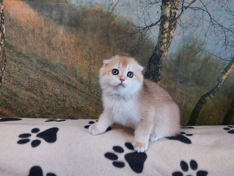 Золота шиншилла красуня