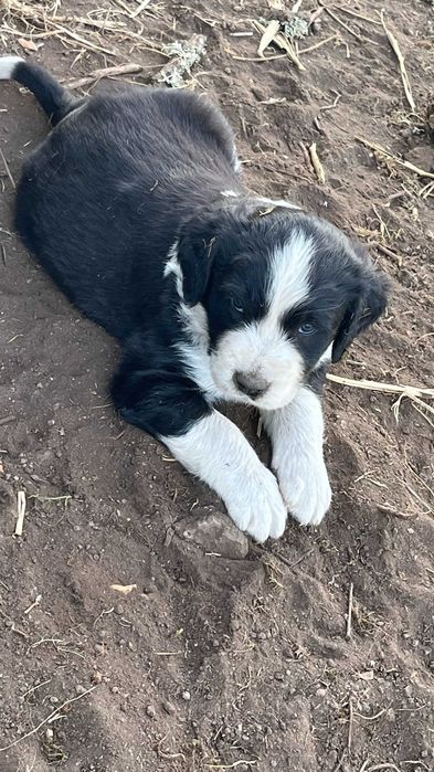 Lindos cachorrinhos mestiços (Serra da Estrela) Raça Rrande