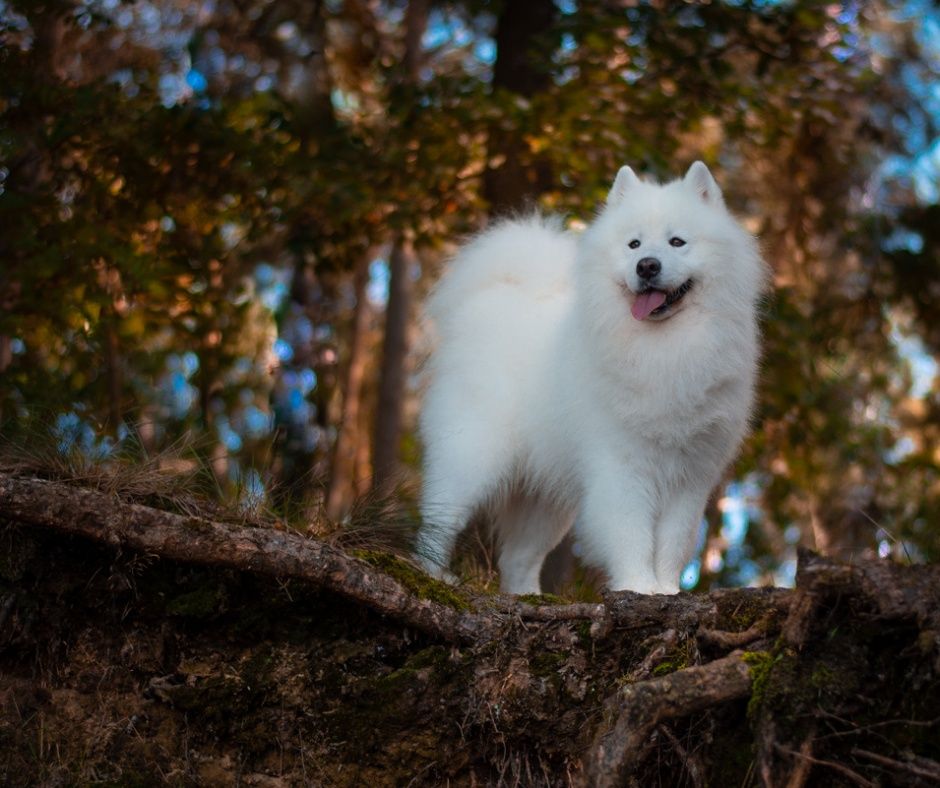 Reproduktor Samoyed FCI