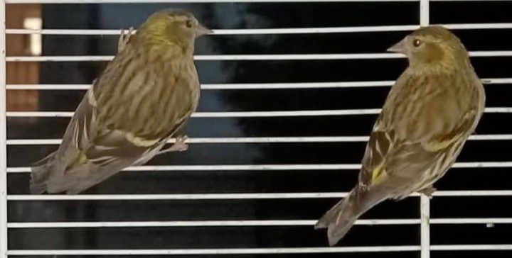 Bons canários muito lindos