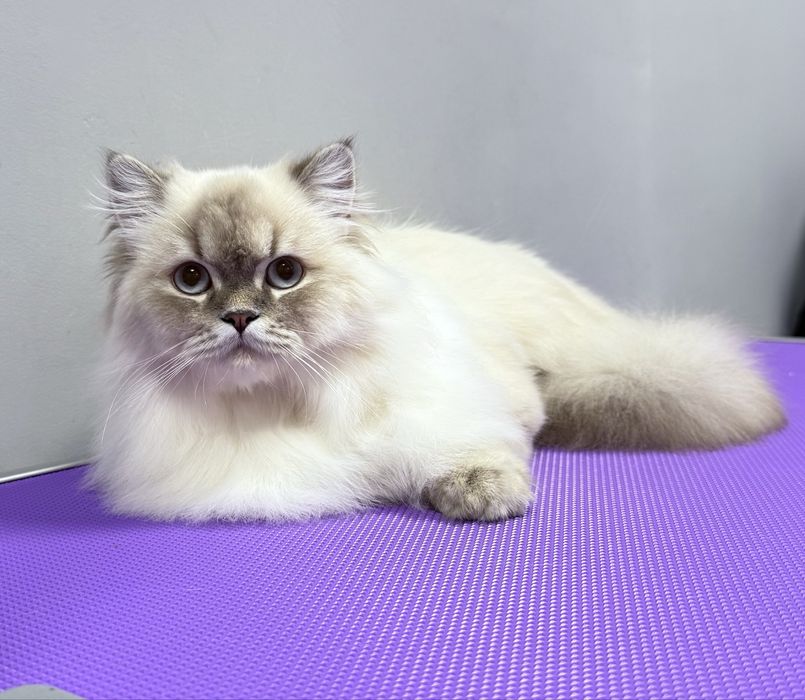 Грумінг собак та котів в салоні «Pluto & Co.» М. Лівобережна