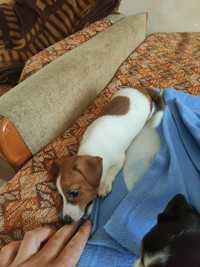 Sunia Jack Russell gotowa na nowy dom