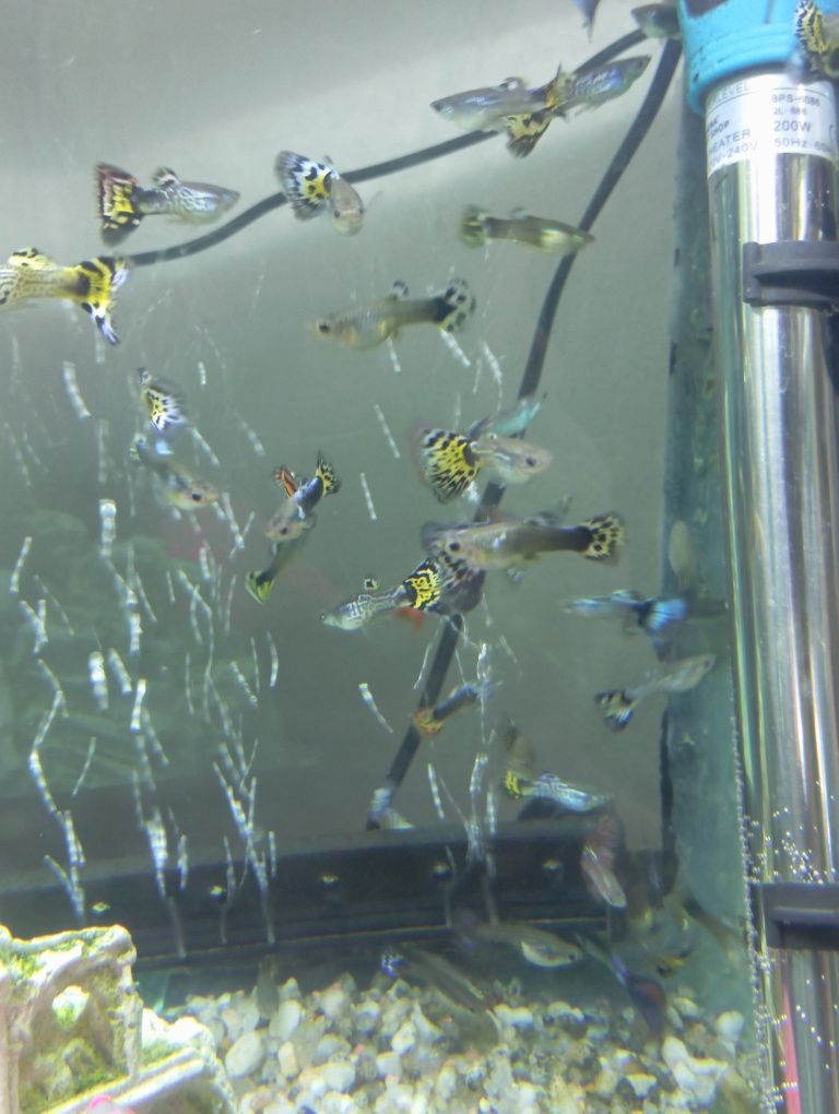Guppys e Mollys Gold Black