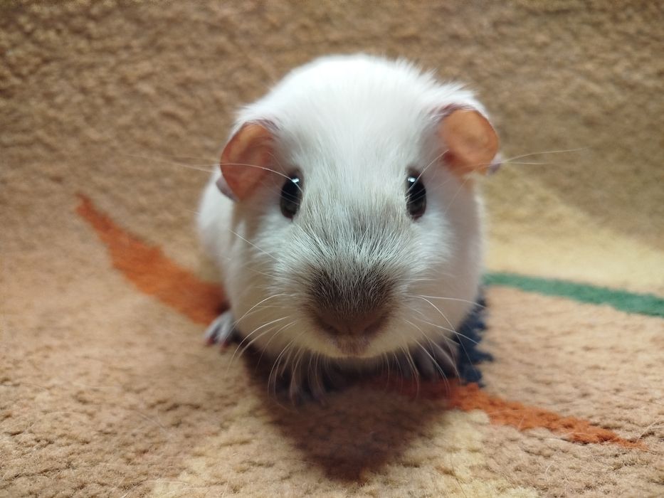 Морская свинка. Калифорния. Окрас белый с шоколадными поинтами.