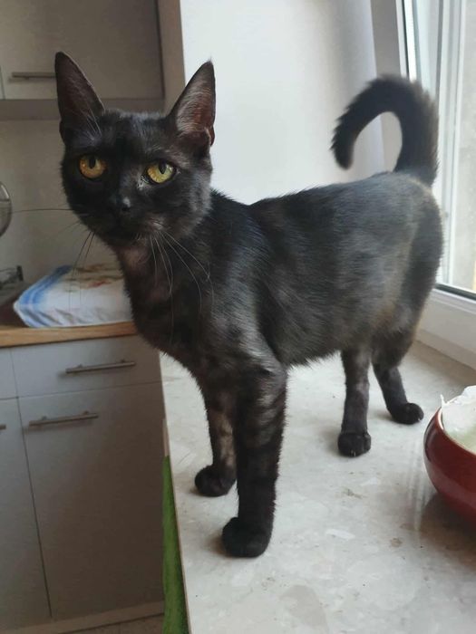 Kotka Buka szuka domu