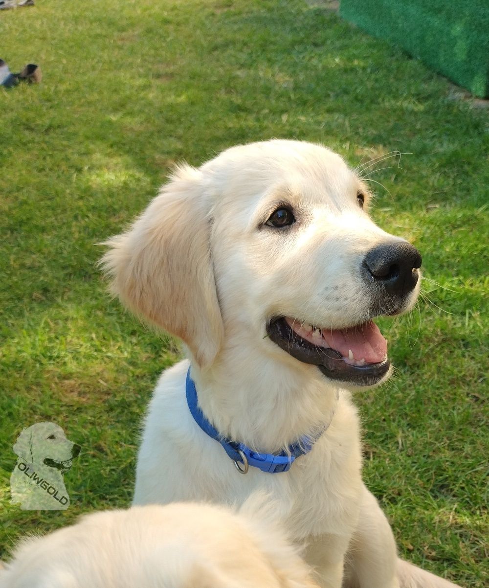 Golden retriever ZKwP FCI