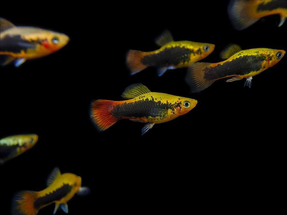 Zmienniak wielobarwny odmiana HAWAII - Xiphophorus variatus - dowóz