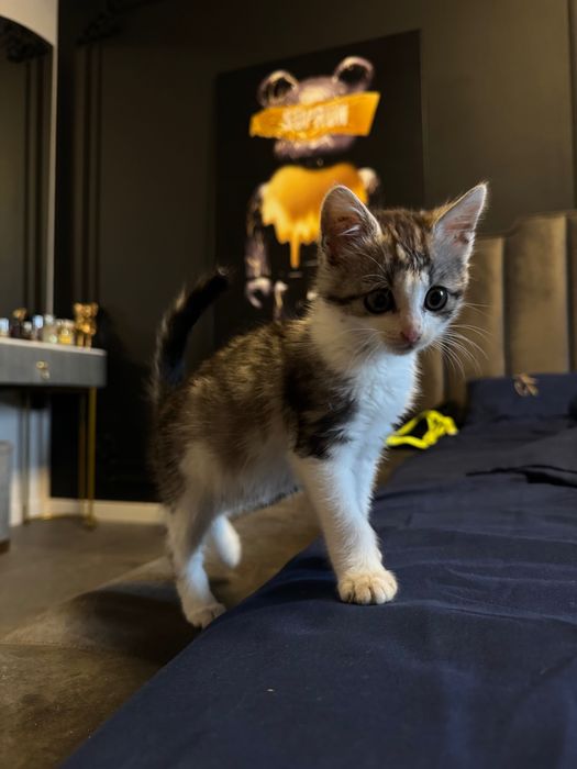 Дівчинка кошеня 1,5 міс шукає дім!